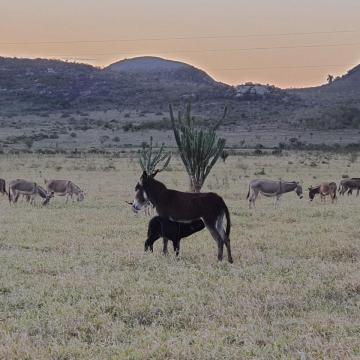 Censos indicam que queda no número de jumentos no Brasil ocorreu antes do abate regulamentado