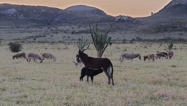Censos indicam que queda no número de jumentos no Brasil ocorreu antes do abate regulamentado
